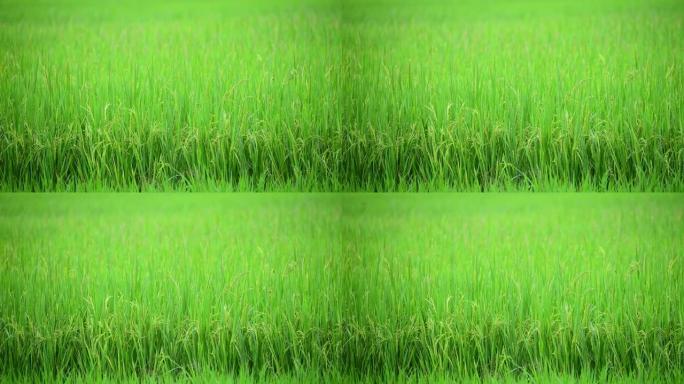 稻田水稻种植泰国香米泰国水稻