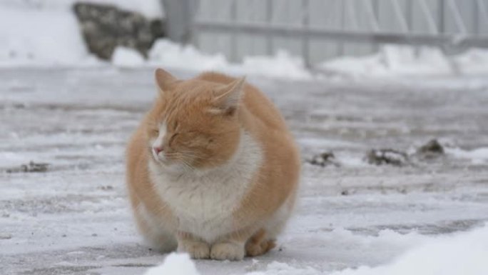 美丽的姜猫在冬天的雪地里散步