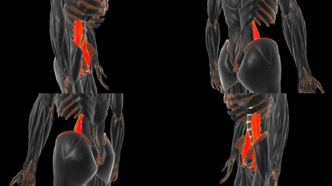 腰大肌主要肌肉解剖医学概念3D