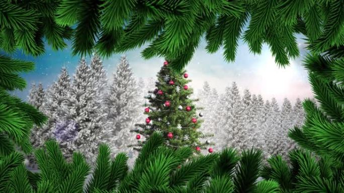 绿色的圣诞节树枝抵御冬天的圣诞树上的积雪