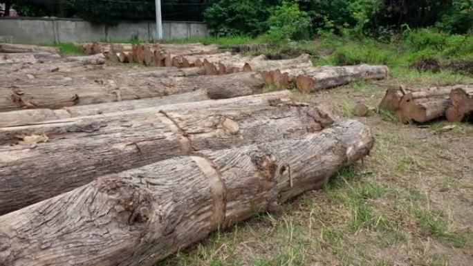 砍伐森林的原木在政府领域中减少了堆积