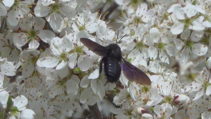 黑大黄蜂在黑刺花上采集花蜜。