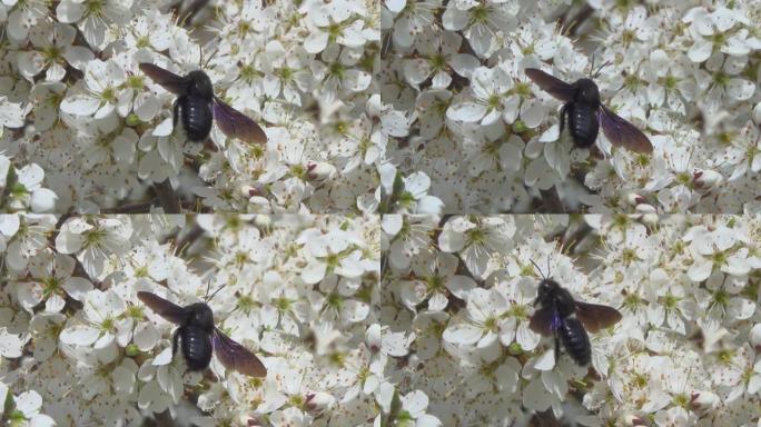 黑大黄蜂在黑刺花上采集花蜜。
