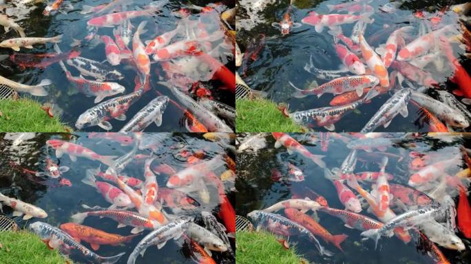 在公园的一个小湖中游泳的鱼锦鲤的特写视图