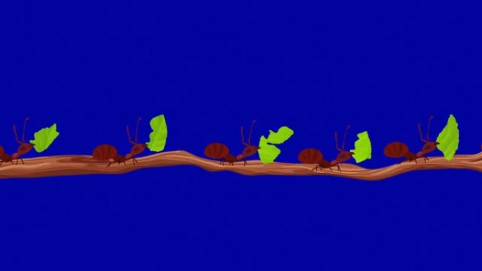 切叶蚁在无缝循环Alpha通道中的树枝上携带叶子