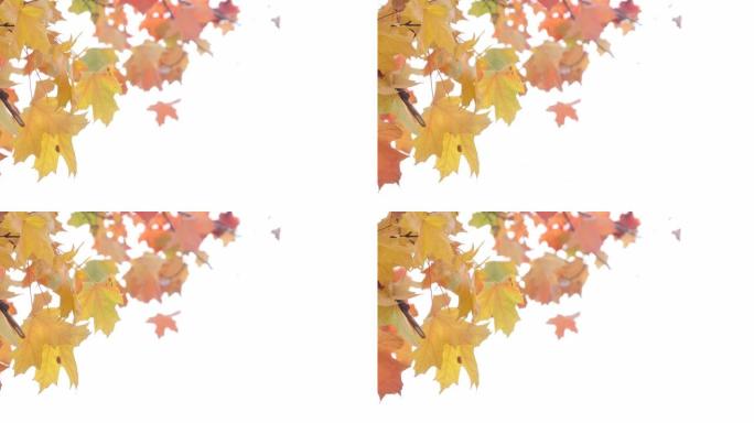 秋季彩色枫叶4k分辨率视频背景与吹散的天空