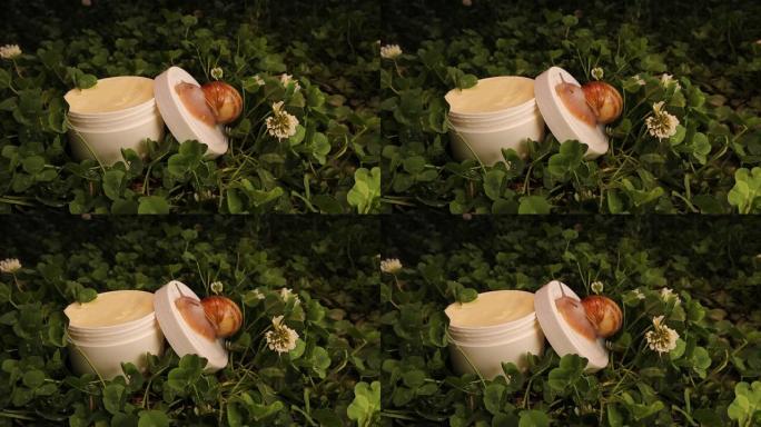 蜗牛在一罐化妆品霜上爬行，旁边放着白色的三叶草花。
蜗牛粘蛋白美容护肤化妆品，绿草上蜗牛保湿霜。
有