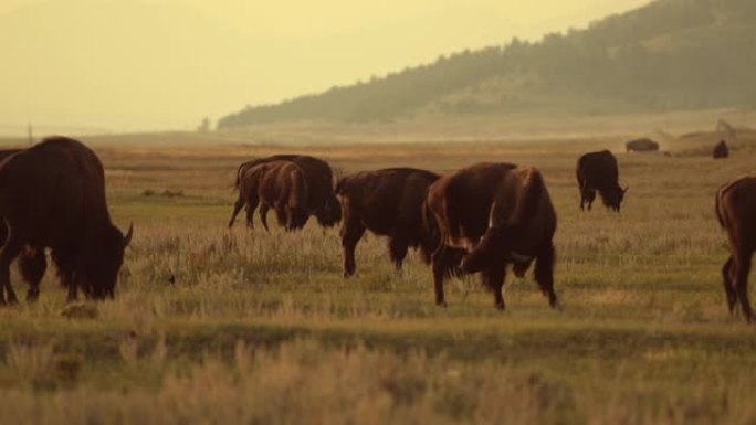 北美野牛群慢动作