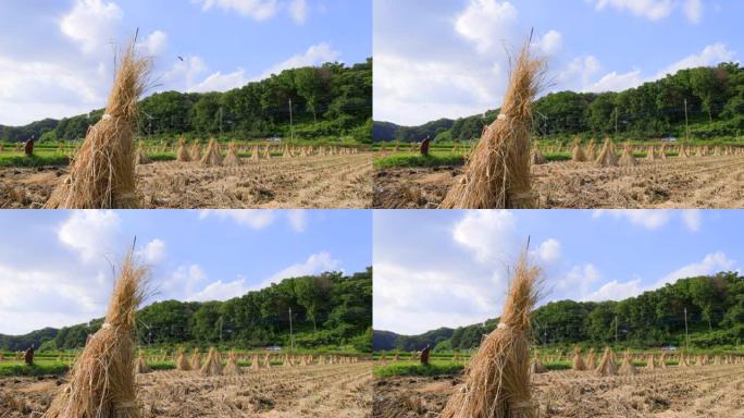 在稻田上自然干燥的稻穗收获