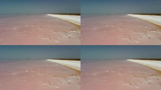 在粉红盐湖飞越海鸥。盐湖盐水蒸发池制盐设施。杜纳利拉·萨利纳 (Dunaliella salina)