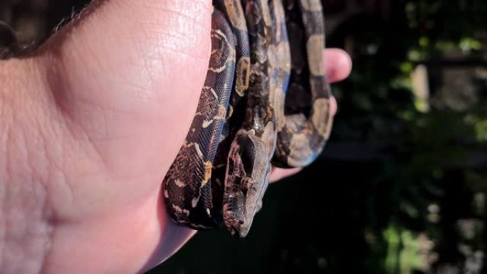 蟒蛇 (boa constrictor)，也称为红尾蟒蛇或普通蟒蛇，是一种大型，无毒，身体沉重的蛇