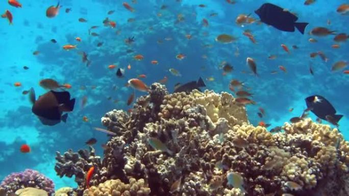 鱼群，红海，珊瑚礁，埃及，4k视频剪辑