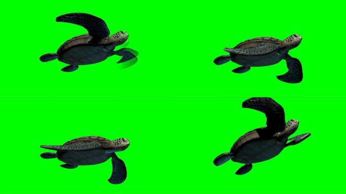 乌龟在绿屏上游泳