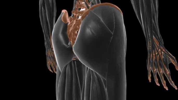 医学概念3D的Transversus胸肌解剖