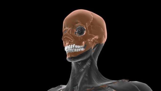 腹直肌后小肌解剖医学概念3D