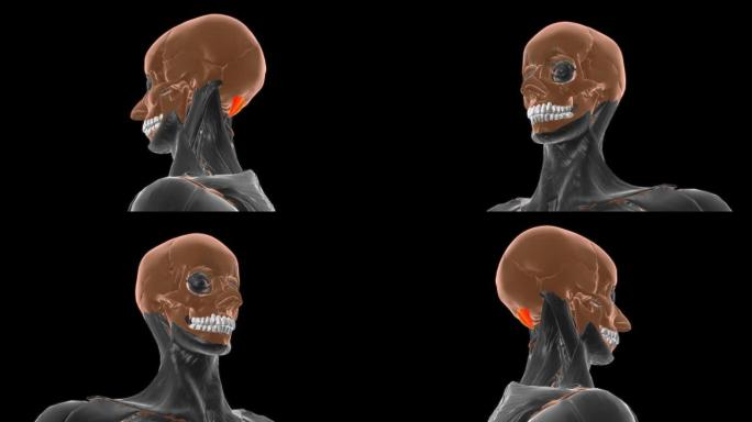 腹直肌后小肌解剖医学概念3D