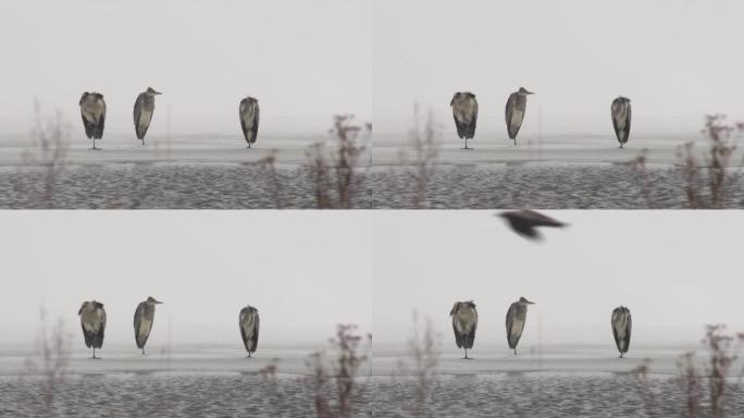 白俄罗斯冬季的灰鹭 (Ardea cinerea)