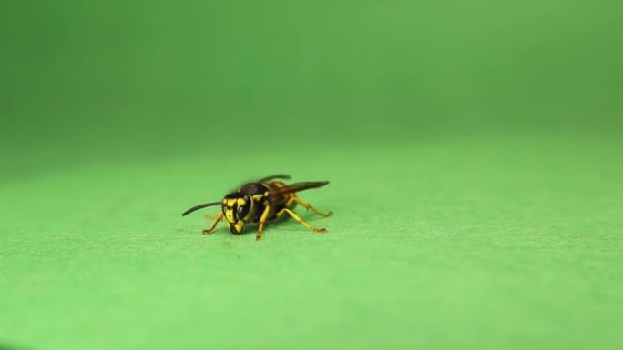 在第9秒。: 1.捕获黄蜂的视频的时间，呕吐其食物浪费。
欧洲黄蜂孤立在绿色背景上。
也叫黄大黄蜂、