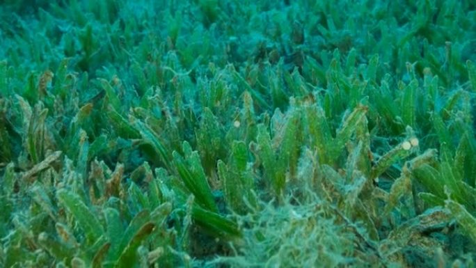 嗜盐海草的特写。摄像机在覆盖着绿色海草的海底上方向前移动。水下景观，慢动作