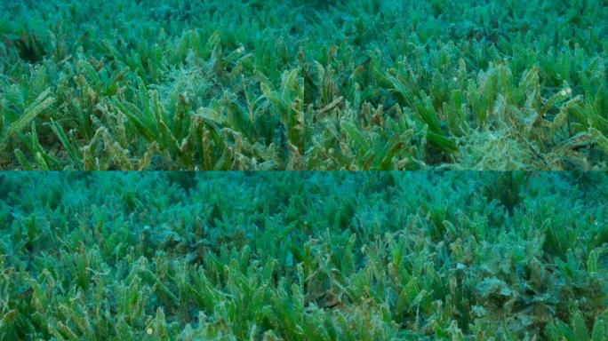 嗜盐海草的特写。摄像机在覆盖着绿色海草的海底上方向前移动。水下景观，慢动作