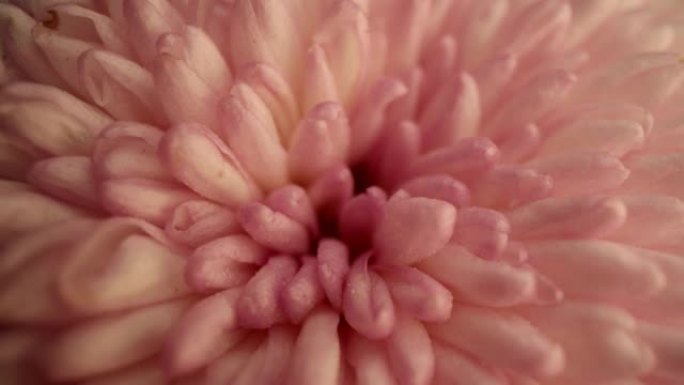 粉色菊花花开