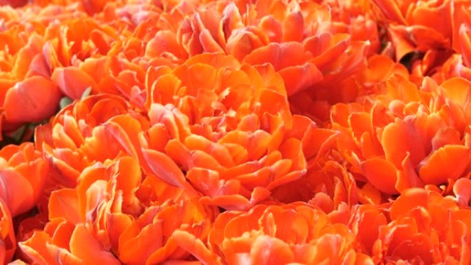 春天在花园里近距离欣赏美丽盛开的红牡丹般的郁金香。荷兰郁金香场特写视图