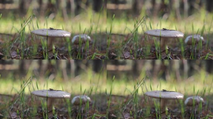 森林里的白色蘑菇。草丛中的小蘑菇。
