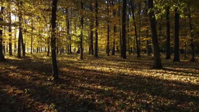 早秋森林。在树丛之间行走。黄色的叶子放在树枝上，早晨的阳光穿过树枝。公园里美丽的风景背景。