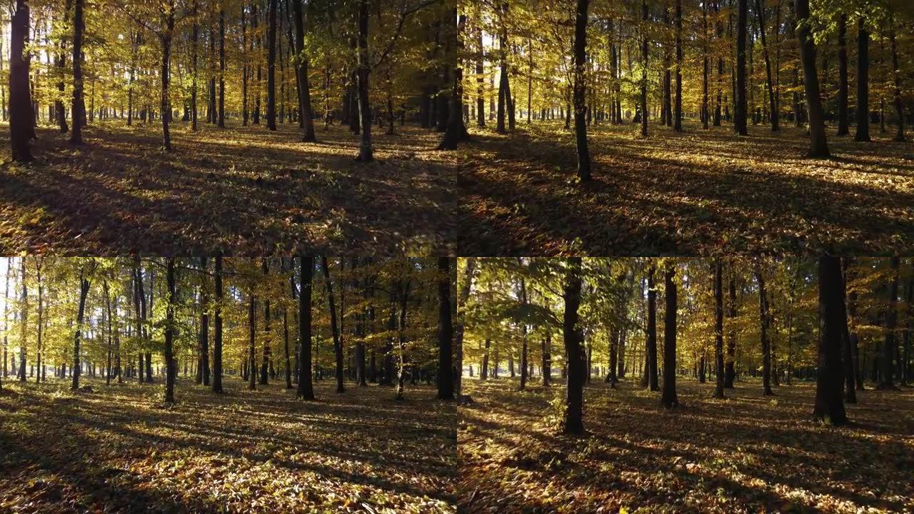早秋森林。在树丛之间行走。黄色的叶子放在树枝上，早晨的阳光穿过树枝。公园里美丽的风景背景。
