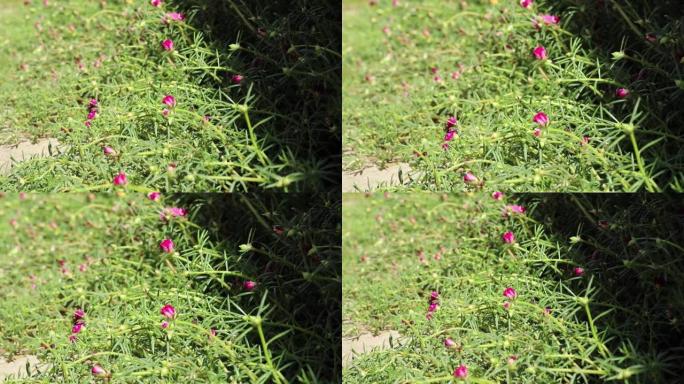大马齿苋年轻的洋红色的花和绿色的芽。大黄蜂在花丛中飞来飞去。
