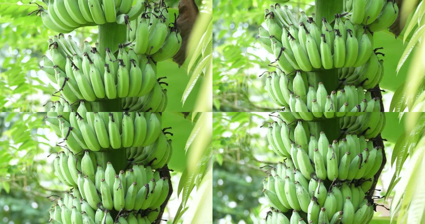 树上的绿色香蕉，一串香蕉