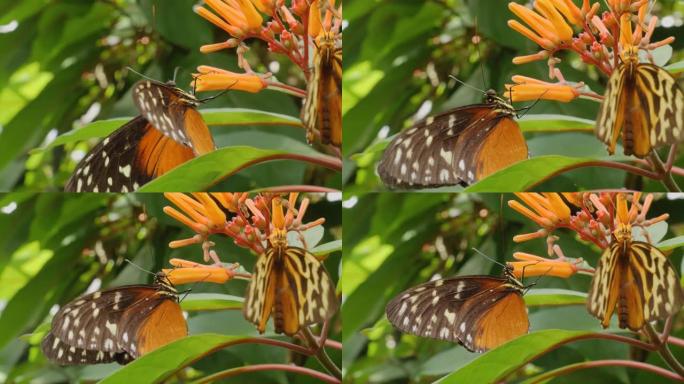 老虎长翼蝴蝶Heliconius hecale的特写