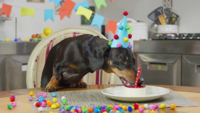 有趣的腊肠狗戴着节日的帽子和领结吃着蜡烛的生日蛋糕。主人为他心爱的宠物安排了周年纪念派对。为了庆祝聚
