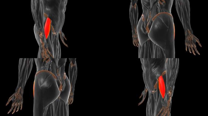 医学概念3D的张量筋膜肌肉解剖
