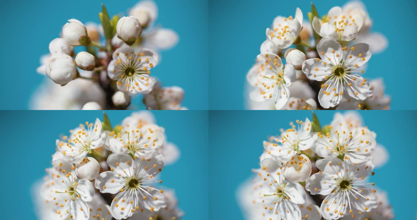 春暖花开。蓝色背景下绽放花朵的延时拍摄。盛开的花园加速时间特写镜头。开花结果的植物，苹果，梨，李子，