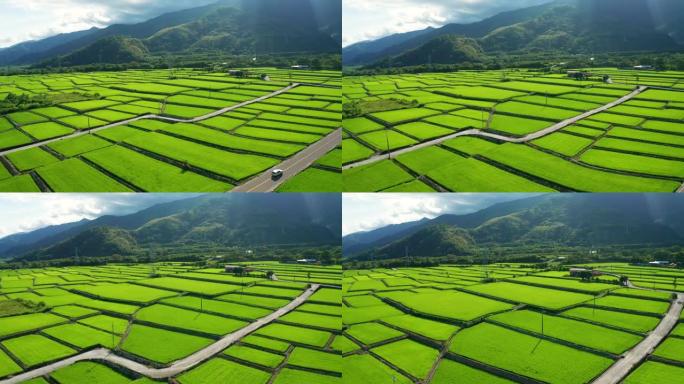 台湾台东绿色稻田鸟瞰图
