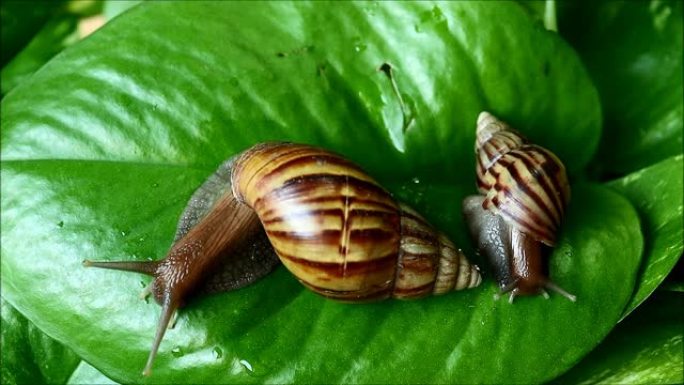 两只蜗牛在绿叶上缓慢移动的镜头
