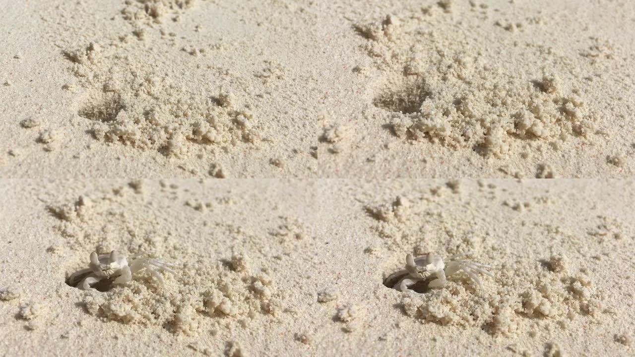 印度洋海滩退潮后的白蟹。桑给巴尔。