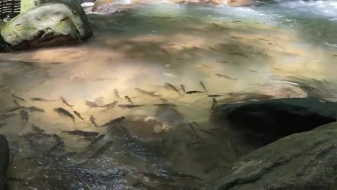 河里的鱼游来游去的鱼儿视频素材