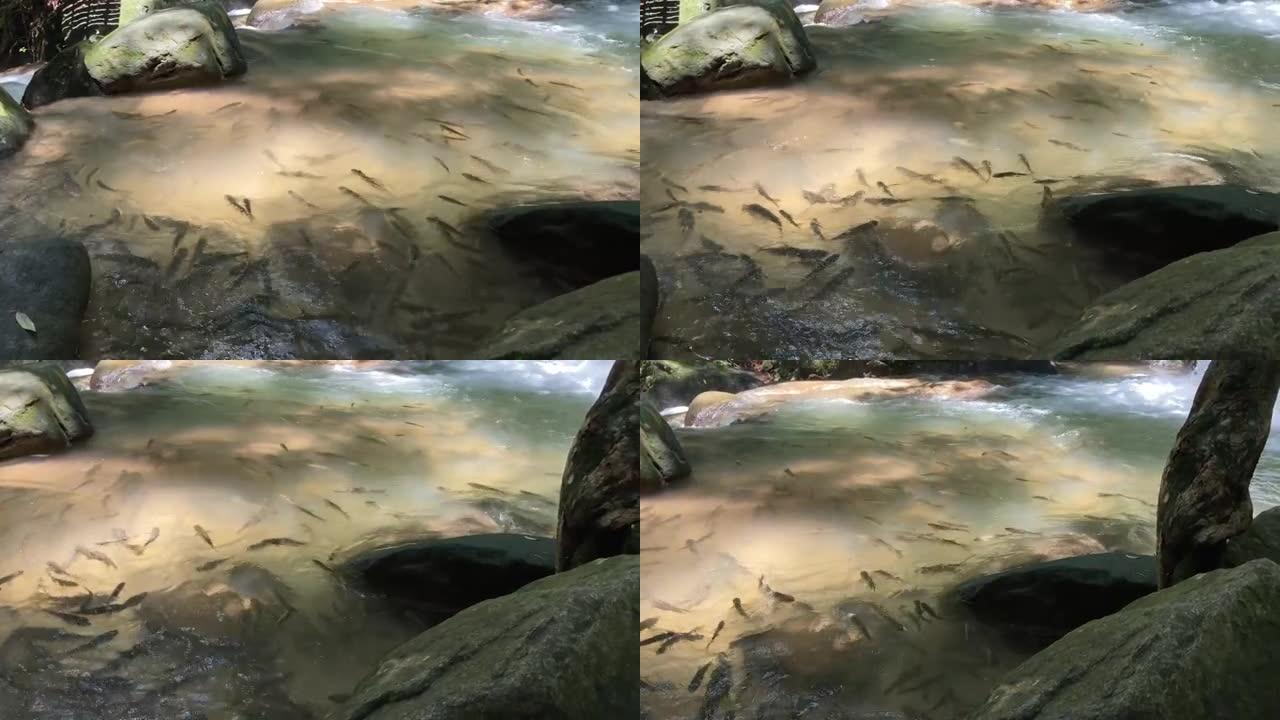 河里的鱼游来游去的鱼儿视频素材