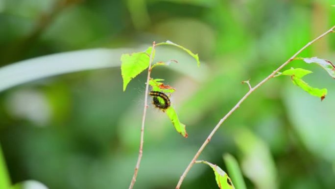 卡特彼勒虫子天然生虫