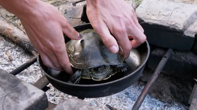 雄性手将一只池塘乌龟放在煎锅中，用扑灭的火将其放在炉排上