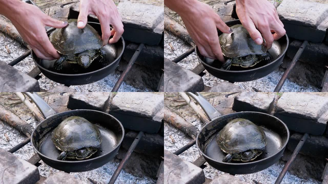 雄性手将一只池塘乌龟放在煎锅中，用扑灭的火将其放在炉排上