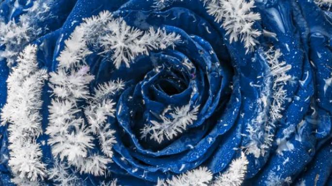 惊人的不寻常的蓝玫瑰在冷冻。冰冻的蓝玫瑰，在花瓣上形成的冰雪晶体。宏延时视频