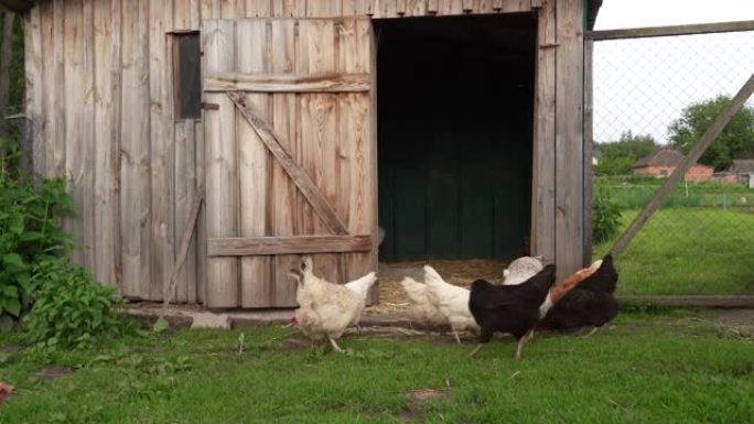 在农场上的棕色小鸡年轻母鸡的特写图像从饲养员那里吃谷物，从饮酒者那里喝水