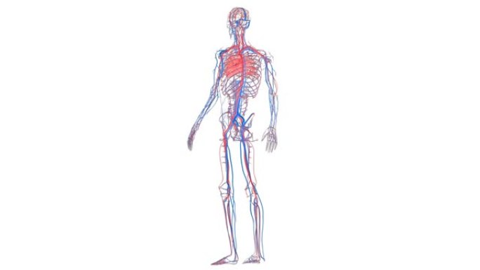 具有心脏解剖动画概念的人体循环系统动脉和静脉