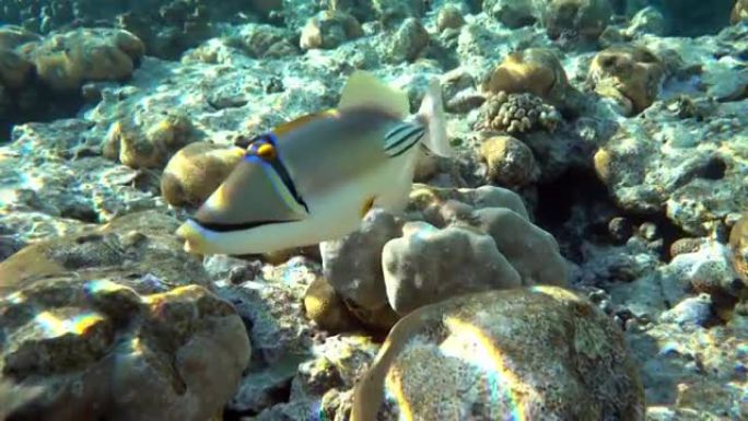 毕加索金鱼鱼 (Rhinecanthus aculeatus)，珊瑚鱼在珊瑚的reef.4k视频剪辑