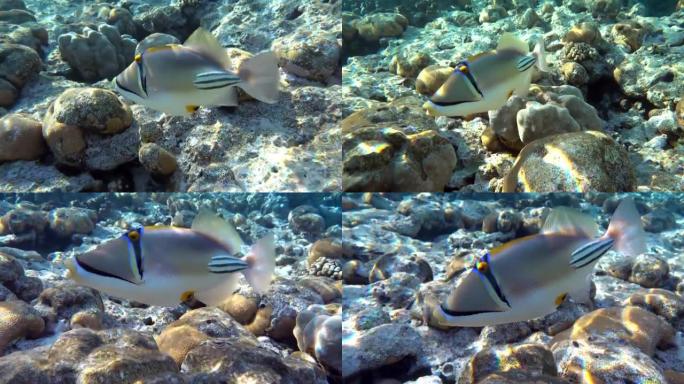 毕加索金鱼鱼 (Rhinecanthus aculeatus)，珊瑚鱼在珊瑚的reef.4k视频剪辑