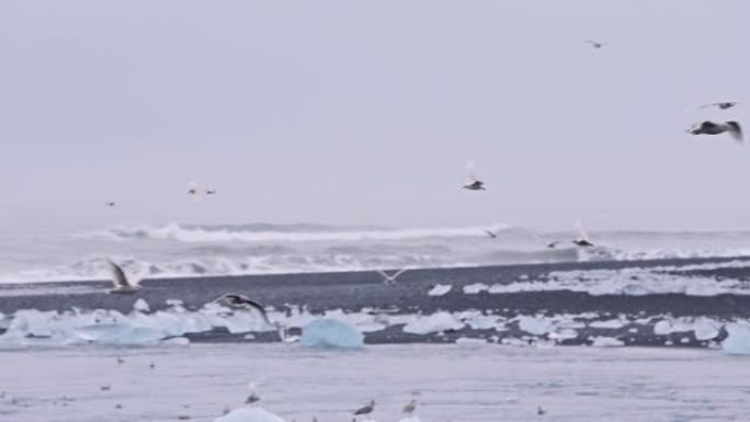 冰岛钻石海滩上空的海鸥