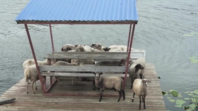 一群羊群在一个有凉亭的木筏上过河